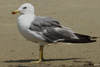 Larus armenicus